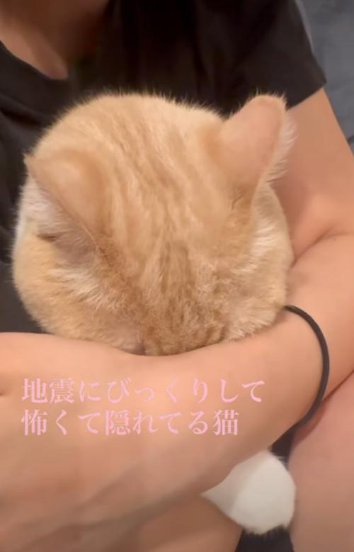 腕に顔を埋める猫
