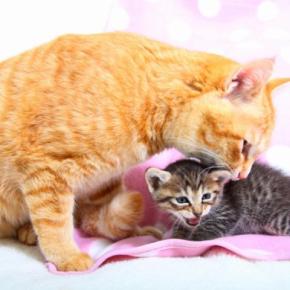 猫が喉から『ゴロゴロ』と音を鳴らす心理3つ　隠されている意味や気持ちの見分け方