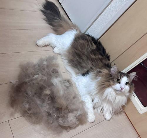 換毛期の猫