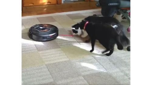 猫とロボット掃除機