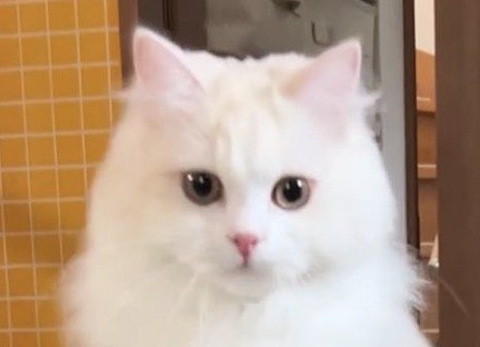 ジャンプしながら飼い主を見つめる猫