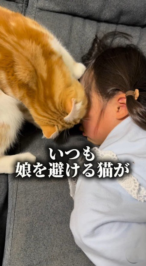 顔をのぞき込む猫