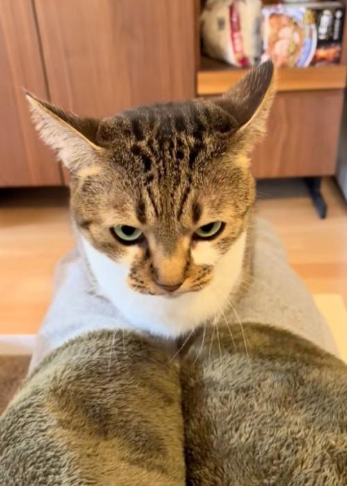 睨む猫