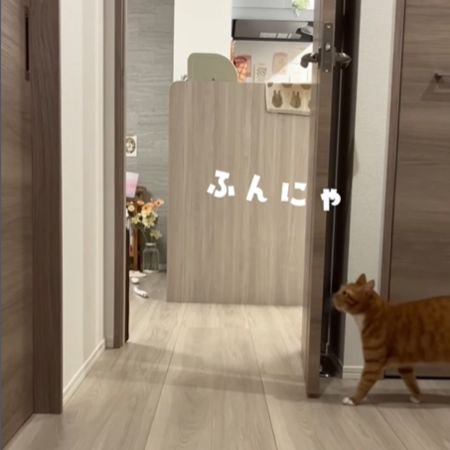 前を向いて歩く猫