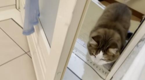 お風呂にはいってくる猫