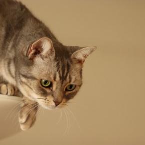 猫を飼っていると起こる『飼い主が焦る瞬間』5選　思わずヒヤヒヤする場面や安全を守るための対策