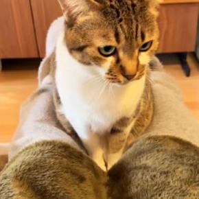 飼い主の足の間に座るネコ→足を閉じて挟んでみたら……ずっと見ていたくなる『尊すぎる光景』に反響「ニャンドイッチｗ」「満更でもなさそう」
