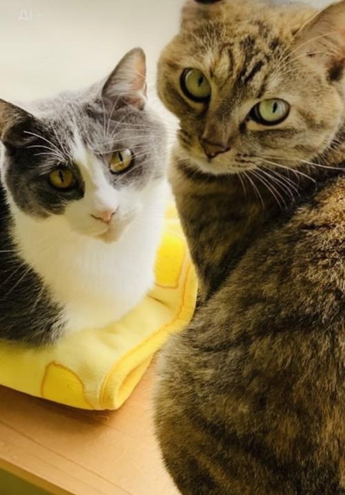 飼い主さんのほうを見るハチワレ猫とキジトラ猫