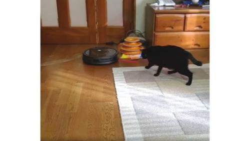 猫とロボット掃除機