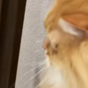 先輩猫のもとへ向かう『小さな子猫』を見ていると……たまらなく可愛い動きに５万いいね「何の動物かと思ったｗ」「ふわふわが移動してる」