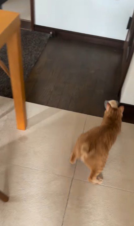 パンを追いかける猫