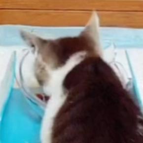 子猫にウェットフードをあげたら…関西弁でごはんを絶賛し始める『衝撃の光景』が418万再生「大阪の飲み屋におるｗ」「本当に言ってるなｗ」