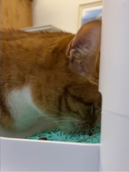 食事中の猫