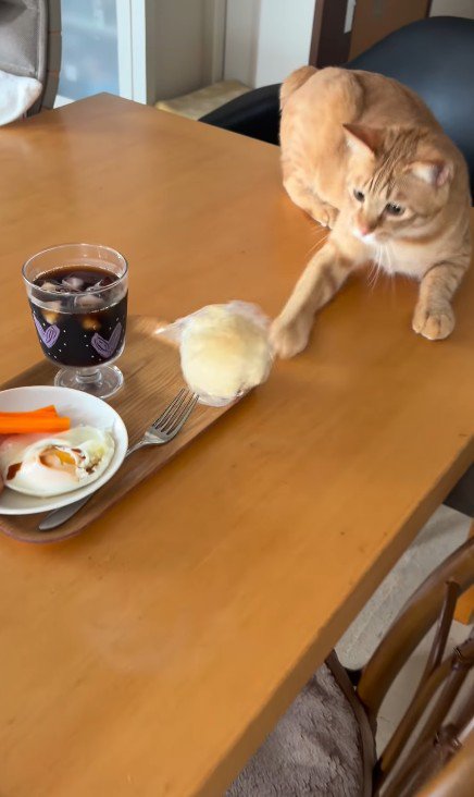 パンを叩き落とす猫