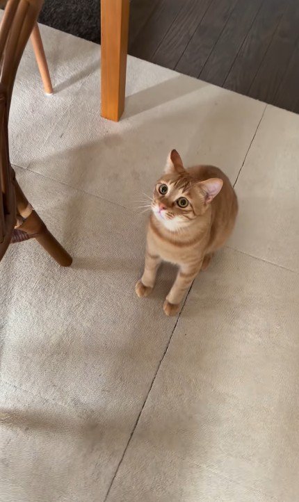 座り込む猫