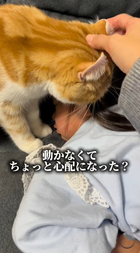 耳を飼い主に戻してもらう猫