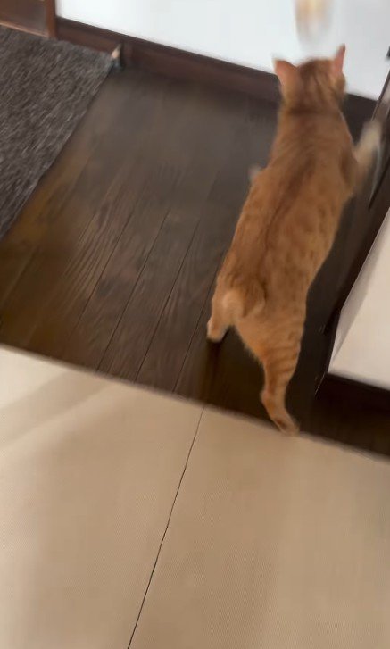 パンを追いかける猫