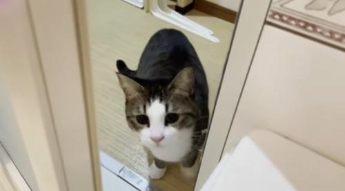お風呂にはいってくる猫