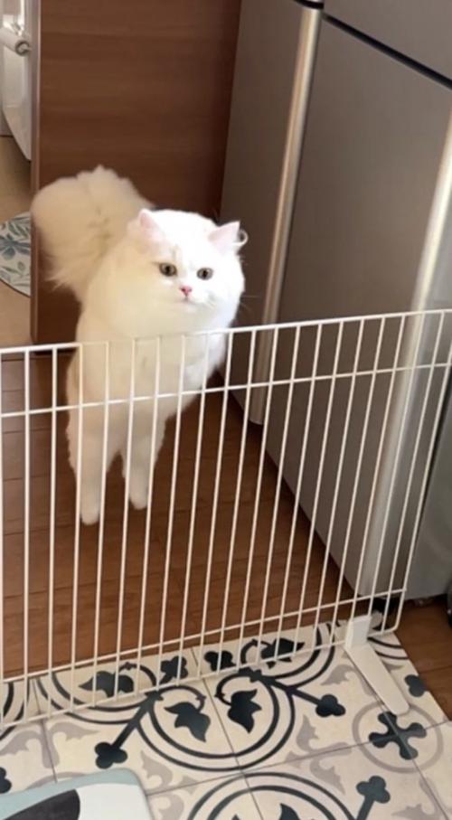 地面を蹴って柵を跳び越えようとする猫