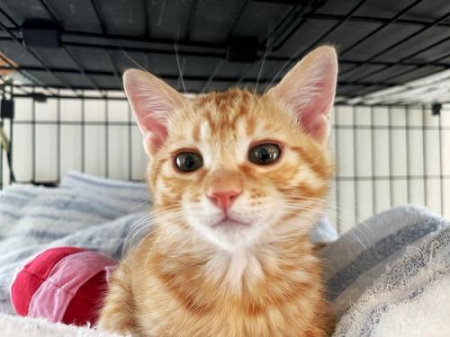 子猫の顔