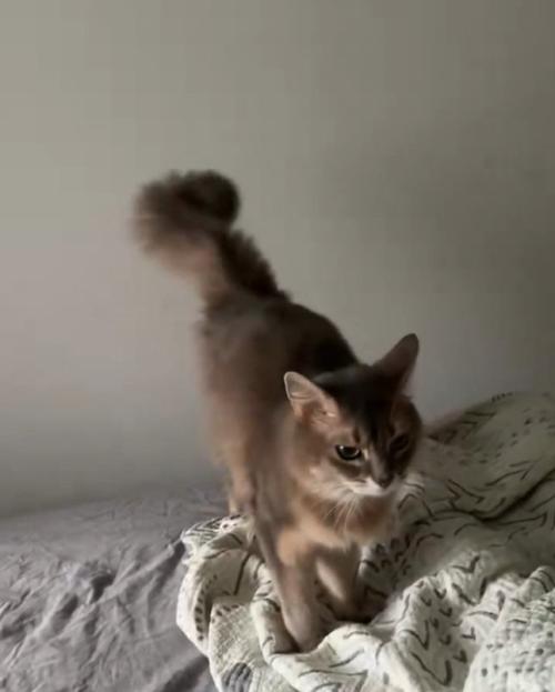 ベッドに乗る猫