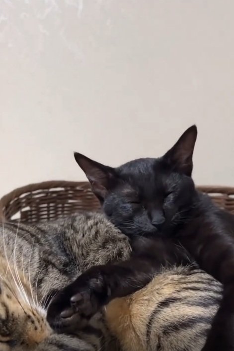 先住猫といっしょにくつろぐ子猫