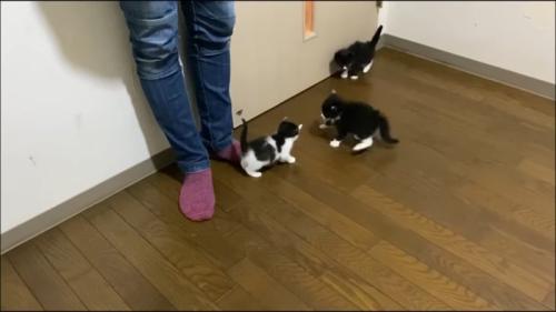 やんのかポーズ