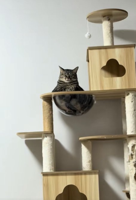 透明なボウルの中に入って目を瞑っている猫（引き）