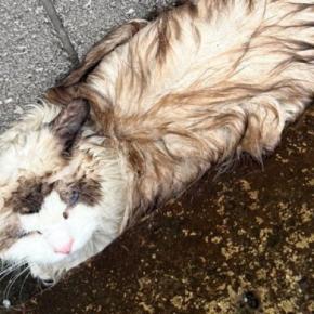雨の日に溝でうずくまっていた『ずぶ濡れの迷子猫』を発見→迎えた結末が…心温まるエピソードに３万いいね「泣ける」「出会えてよかった」