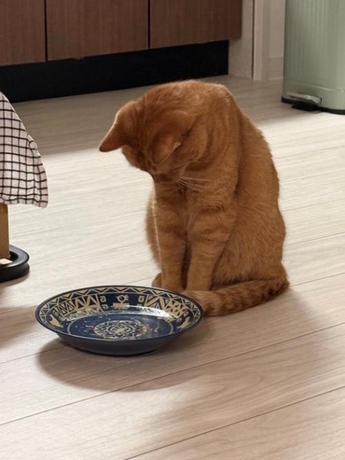 首を曲げてじっと水入れを見つめる猫