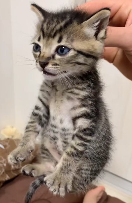 首の後ろを摘んで持ち上げられている猫