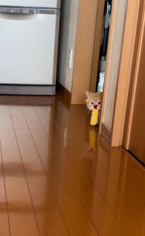 エビフライをくわえて壁からのぞく猫