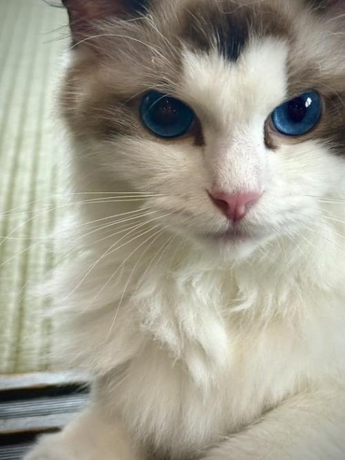 猫の顔