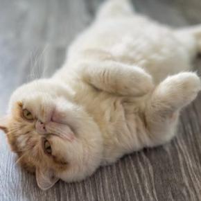 『人に懐きやすい』とされている猫種5選　種類別の特徴から飼うときの注意点まで