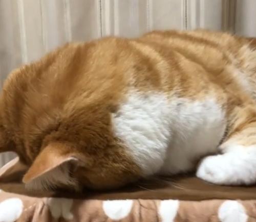 うつ伏せになっている猫の横顔