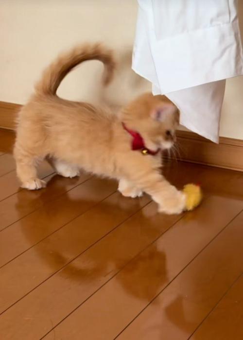 エビフライで遊ぶ猫