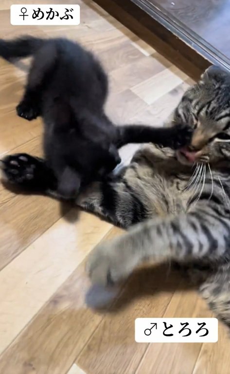 先住猫と遊ぶ子猫