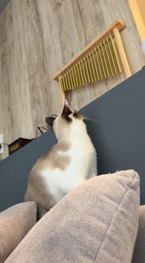 ウインドチャイムを見つめる猫
