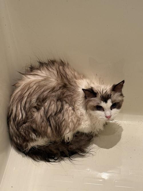 濡れている猫