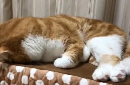 うつ伏せになっている猫の全身