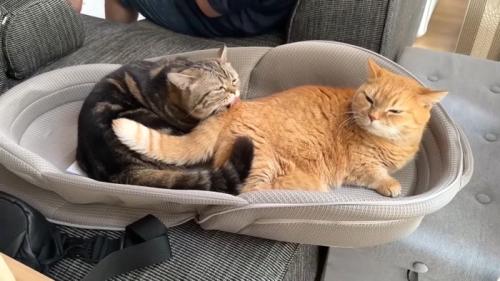 尻尾のつけ根を毛づくろい