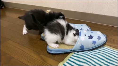 スリッパ