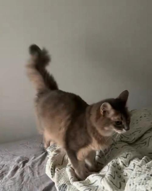 横を向く猫