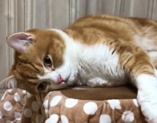 横になっている猫がしっかり目を開ける