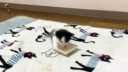 ミルク