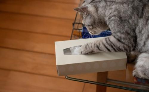 いたずらする猫