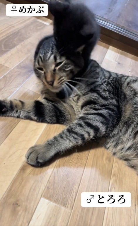 先住猫と遊ぶ子猫