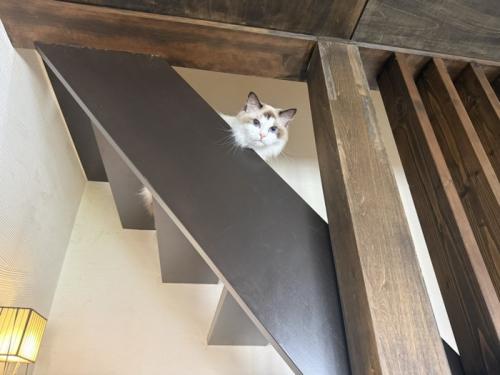 階段から見下ろす猫