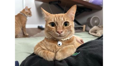室内にいる猫