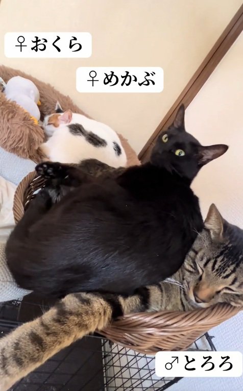 三匹並んで座っている猫